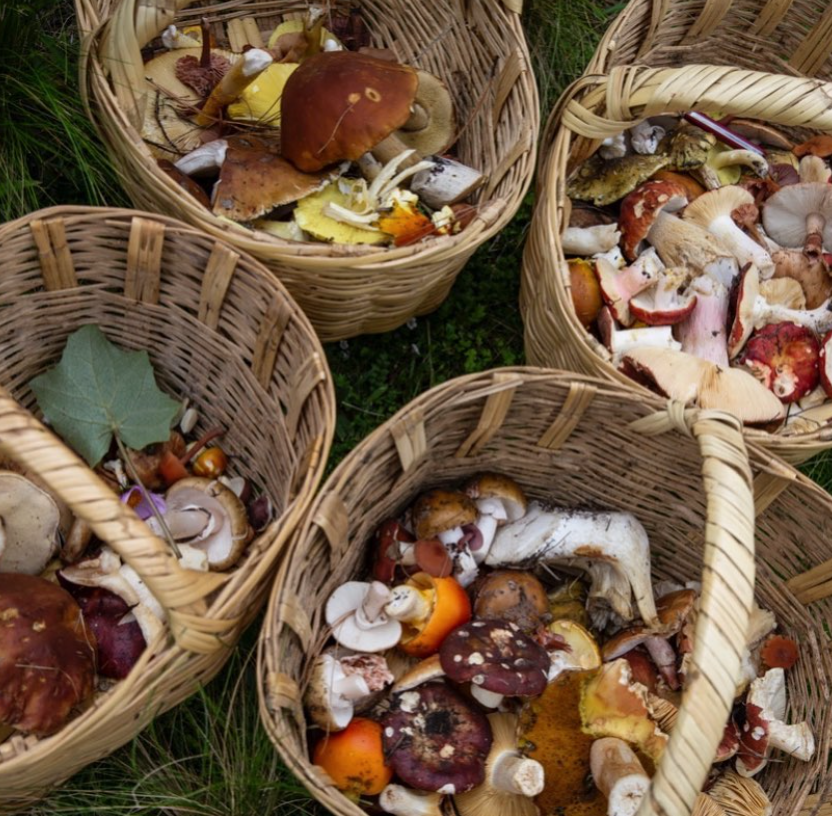 Superalimentos Mexicanos que Deberías Incluir en Tu Dieta Orgánica