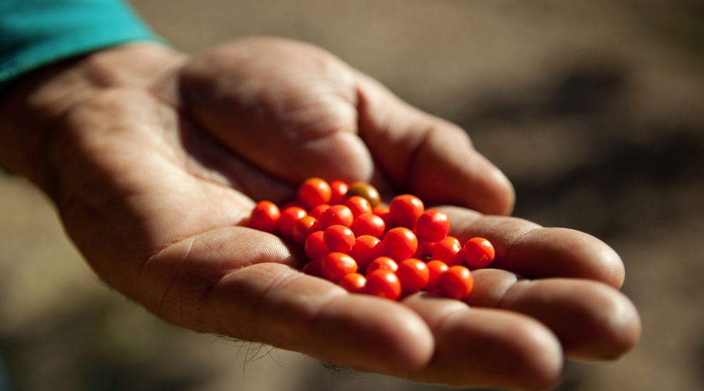 Chiles Tradicionales de México: Usos y Sabores que Debes Conocer