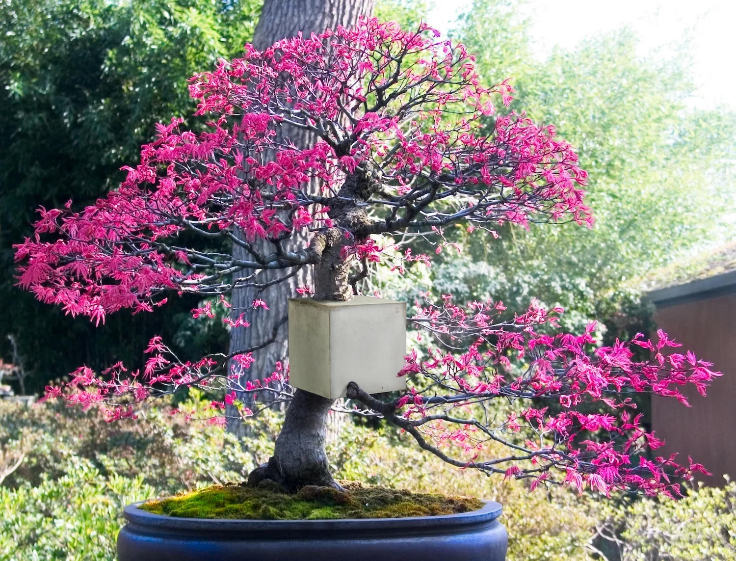 bonzai roze klaar.jpg