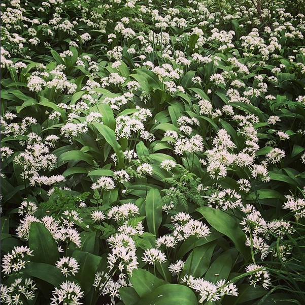 wildgarlic.PNG