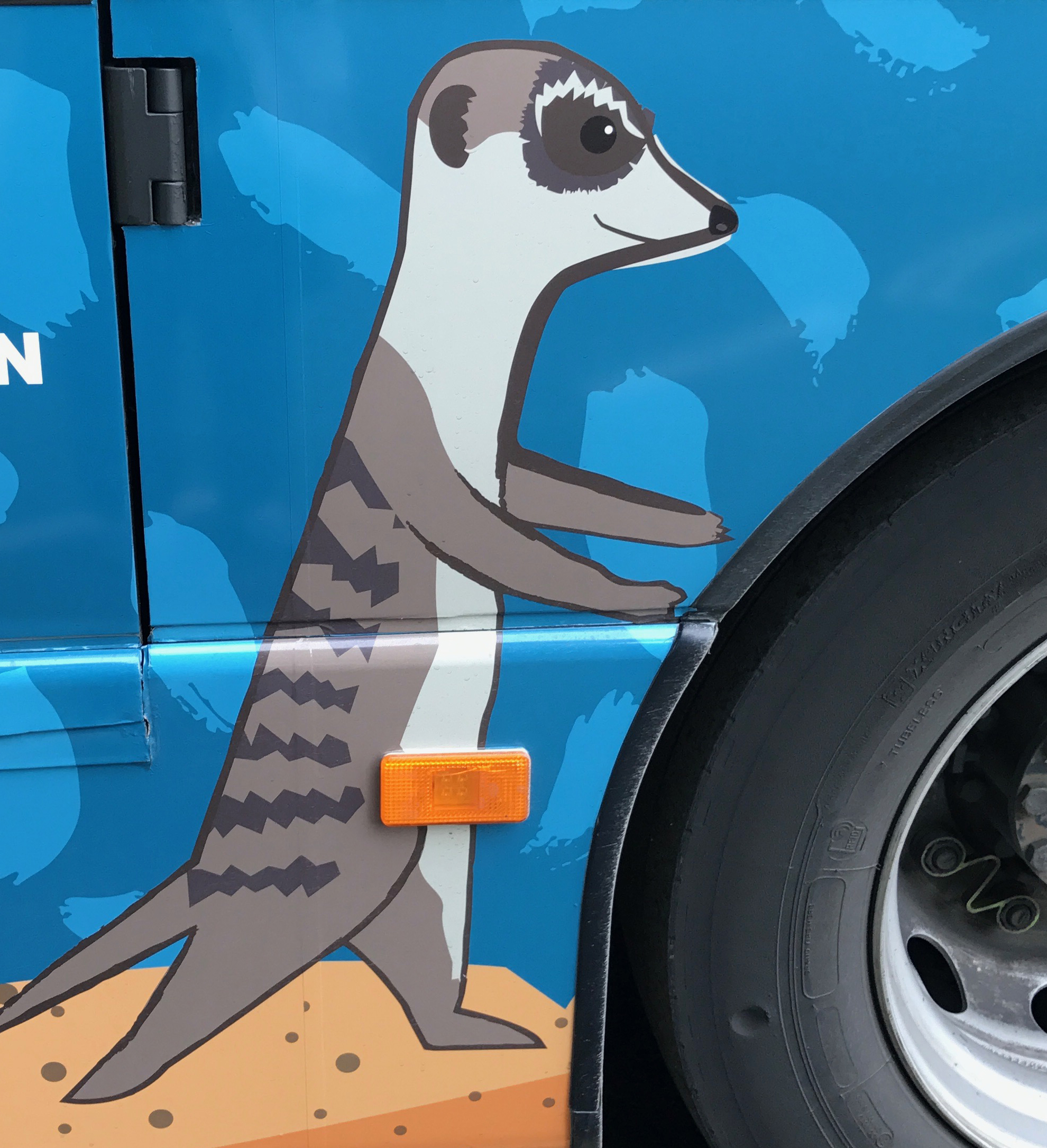 Meerkat bus design