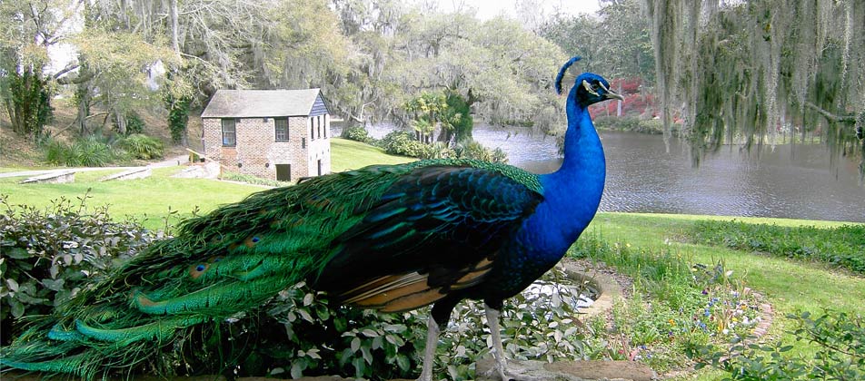 peacock (1).jpg