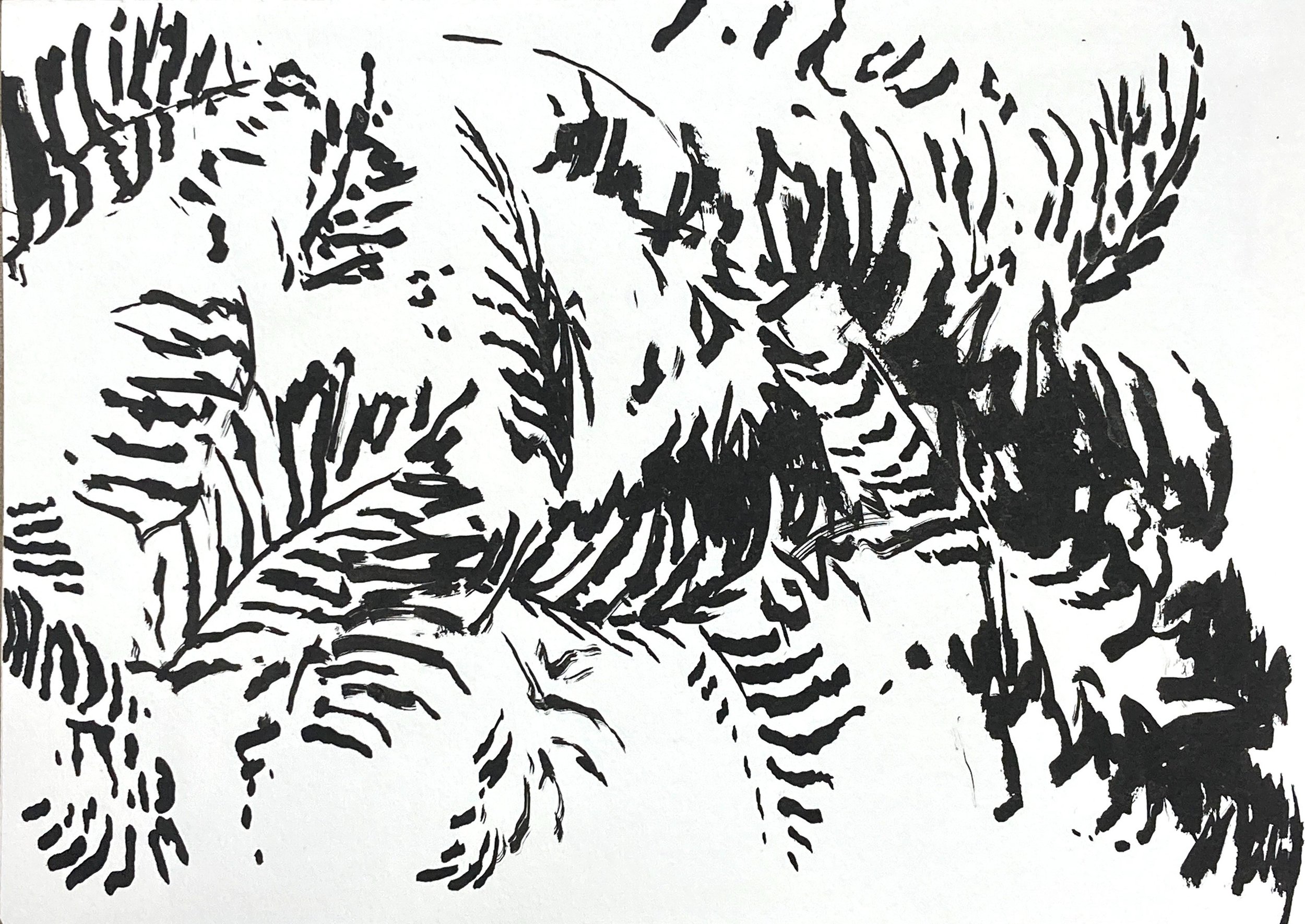 fern.jpg