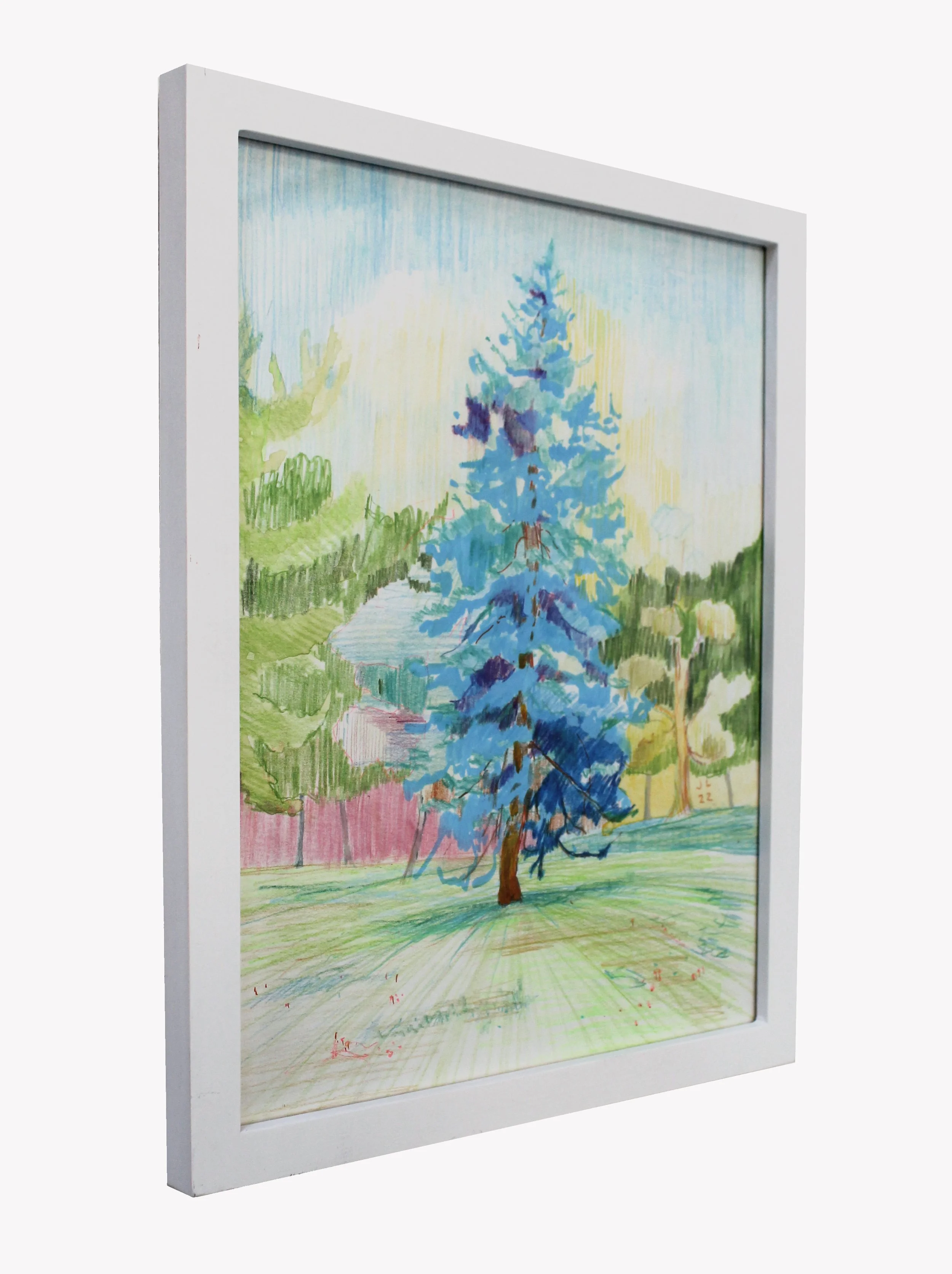 bluespruce.jpg