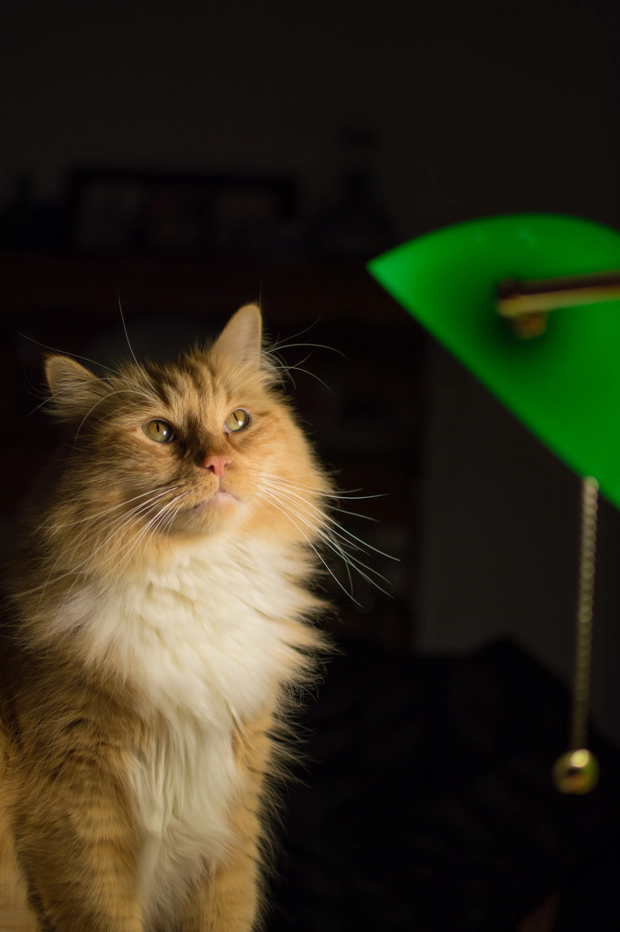DSC_0054-1.jpg