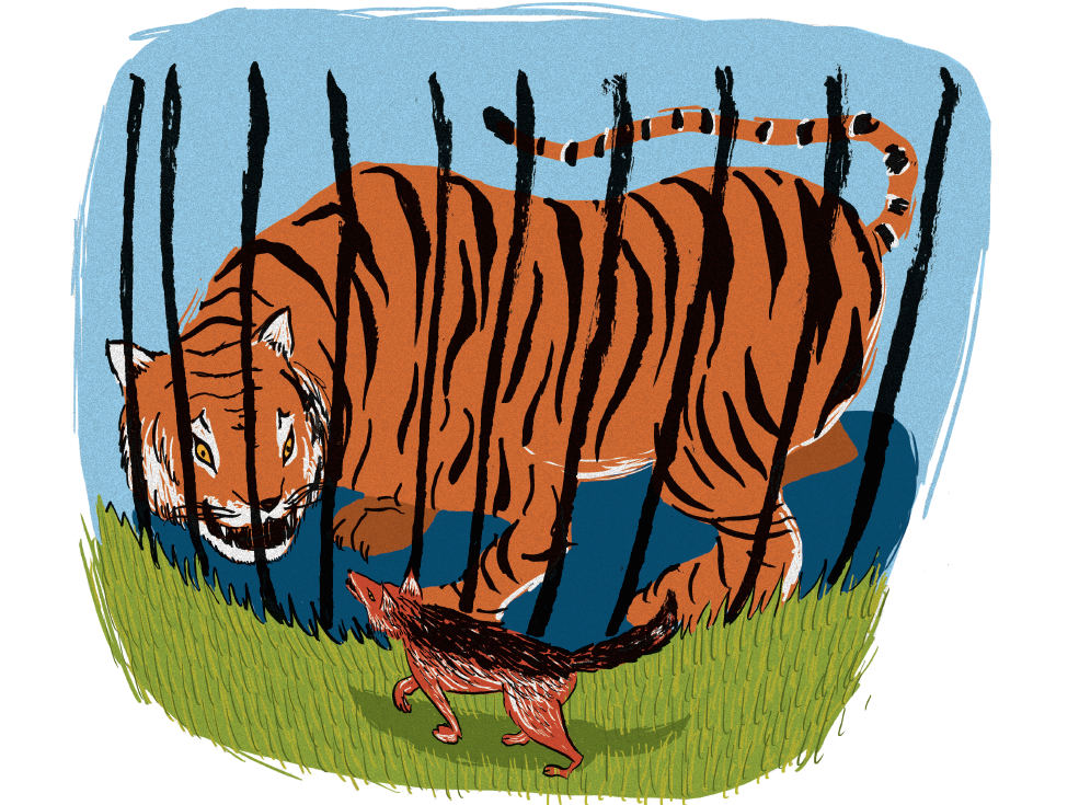 tiger:jackal.png