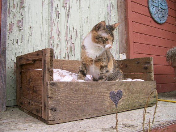 cat-bed-pallet.jpg