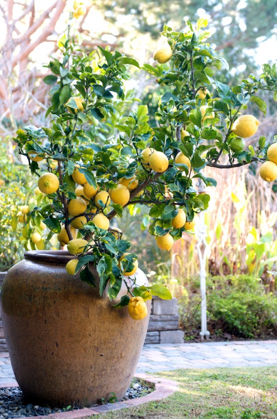 lemon-tree-container-11-550x830.jpg