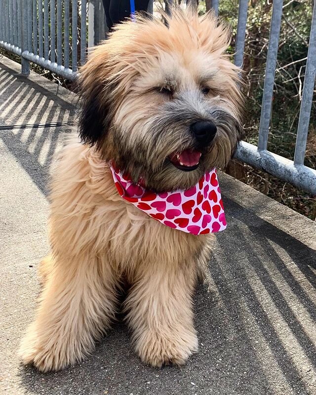 Go to the river and laugh with a loved one today. #wheatenterrier #rescuedogsofinstagram #urbanhiking #valentines