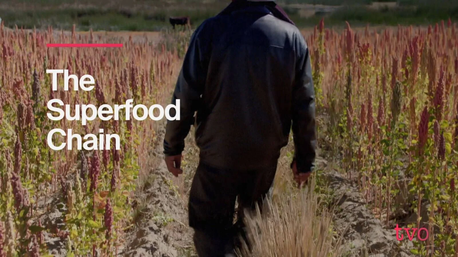 The Superfood Chain airs on TVO on Thanksgiving!