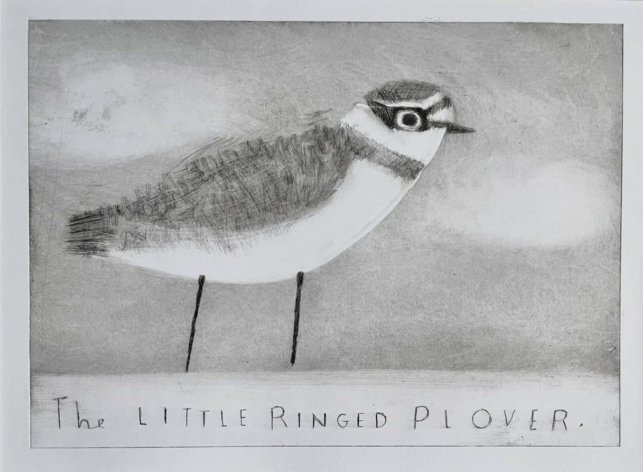 Little+Ringed+Plover2copy.jpg
