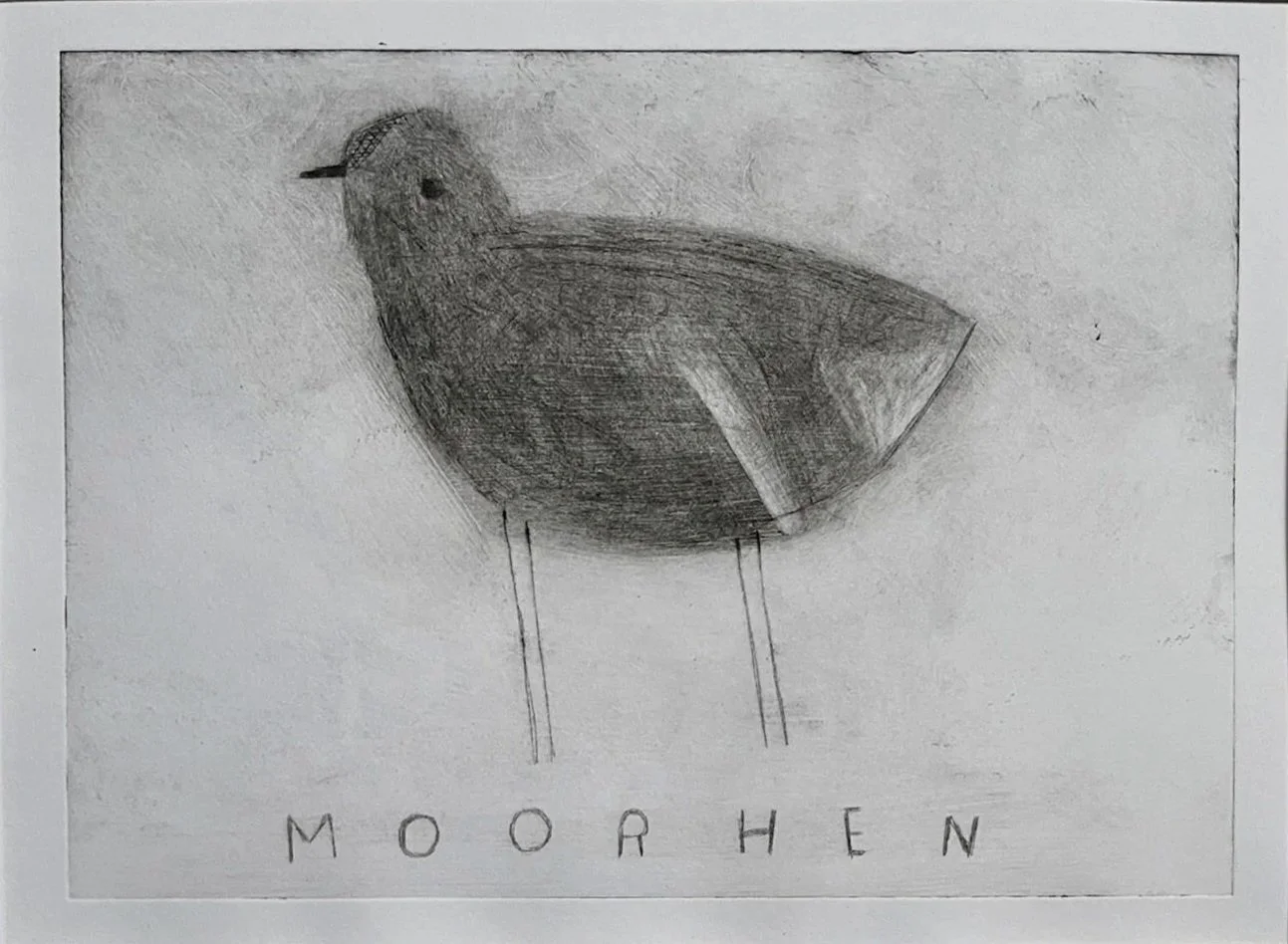 Moorhen2copy.jpg
