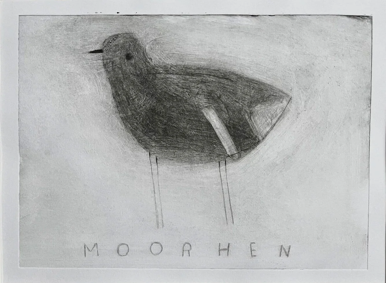 Moorhen3copy.jpg