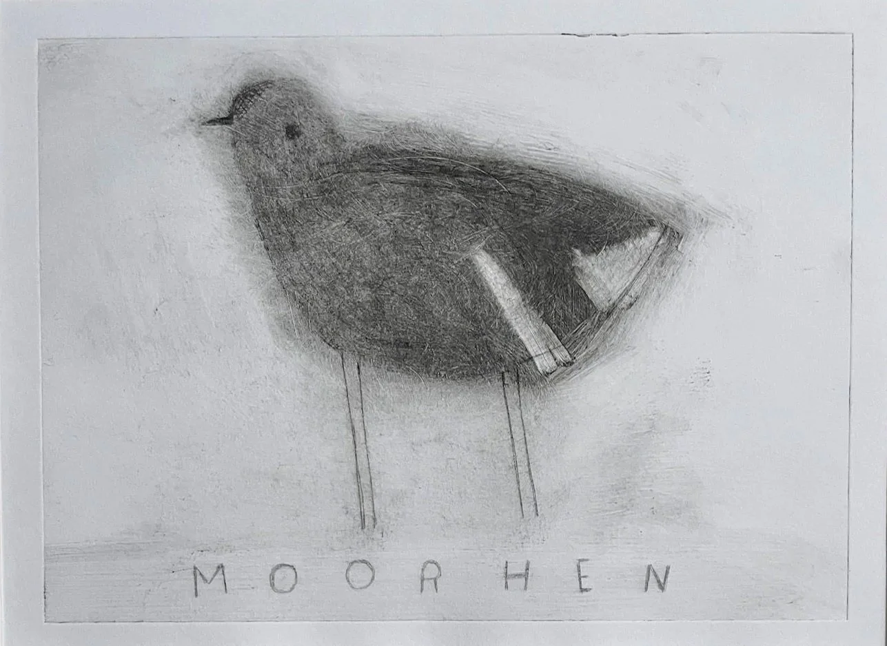 Moorhen1copy.jpg