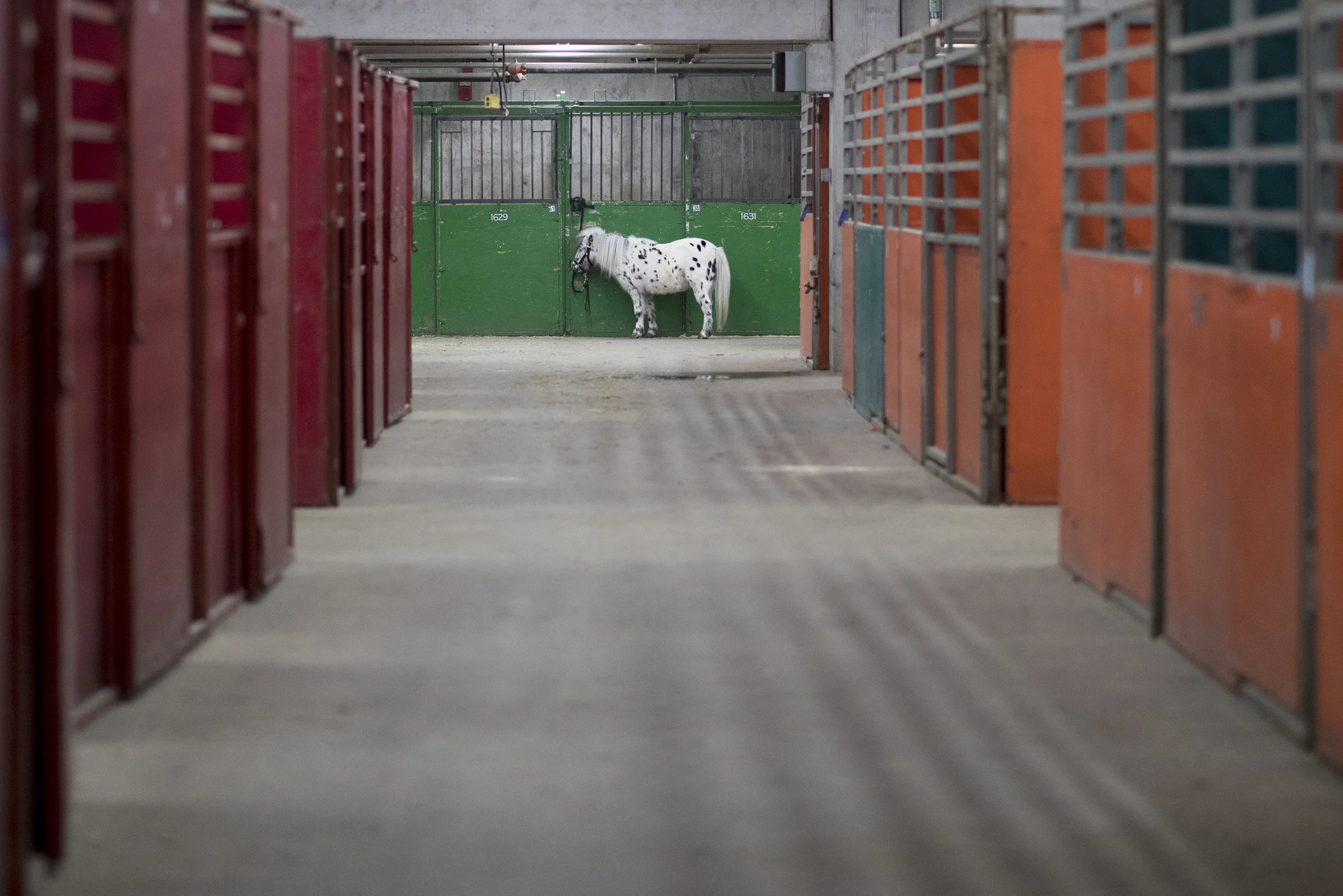 A Shetland Pony stands outside of it's pen in the National Western Complex Education building, Jan. 9 during the 112th annual National Western Stock Show. 