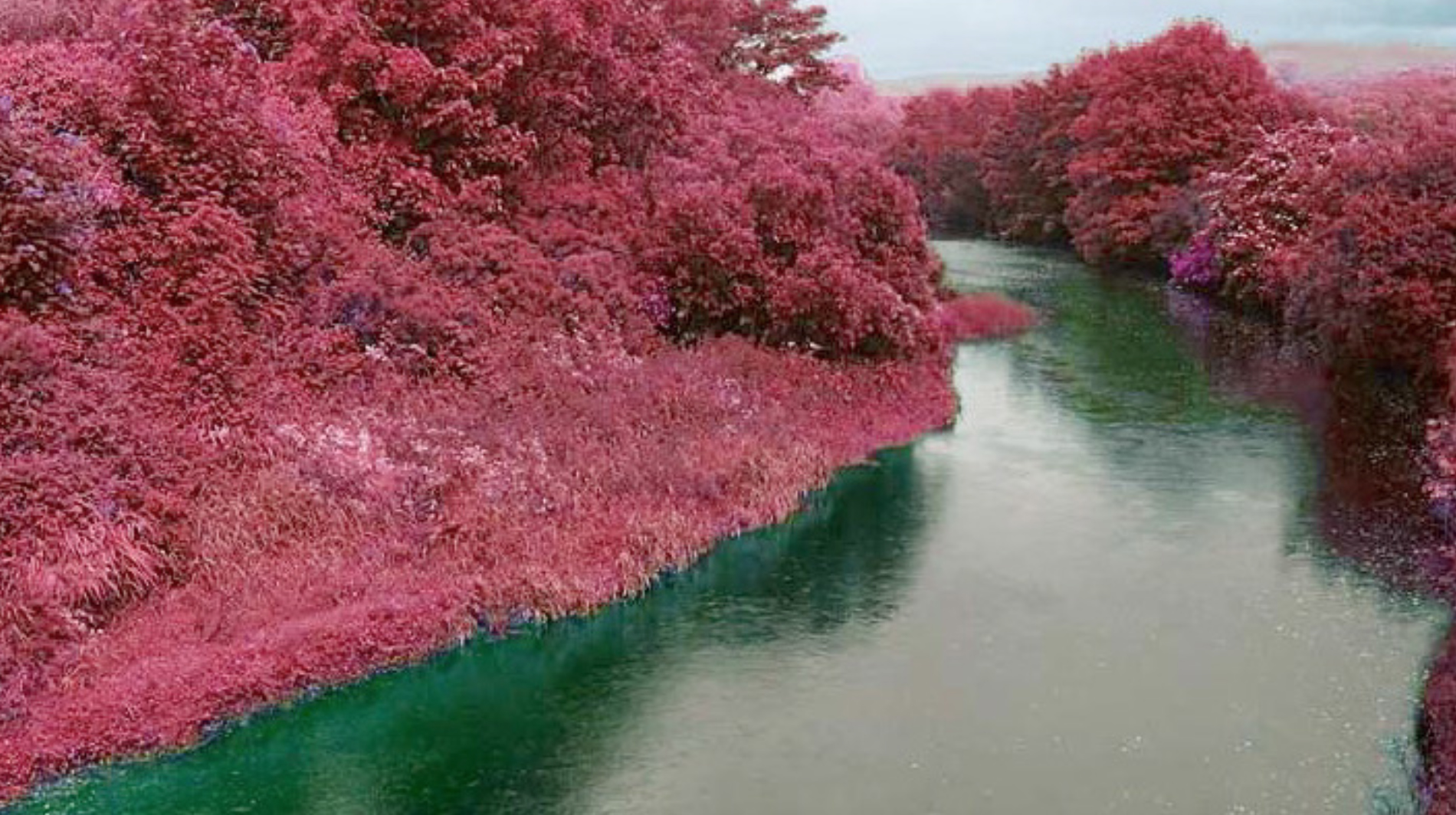 Would plants evolve to reflect a different color light?