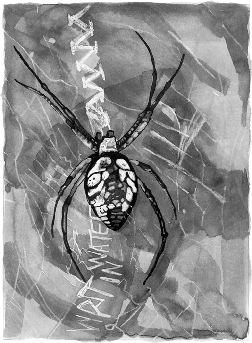 Spider-web.jpg