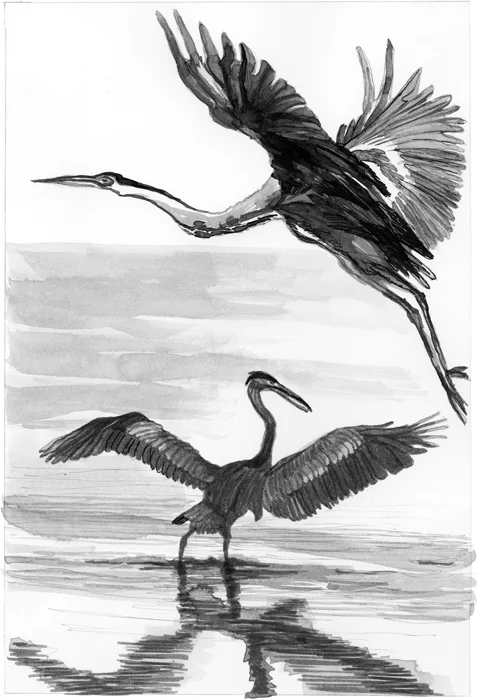 Blue-Heron-web.jpg