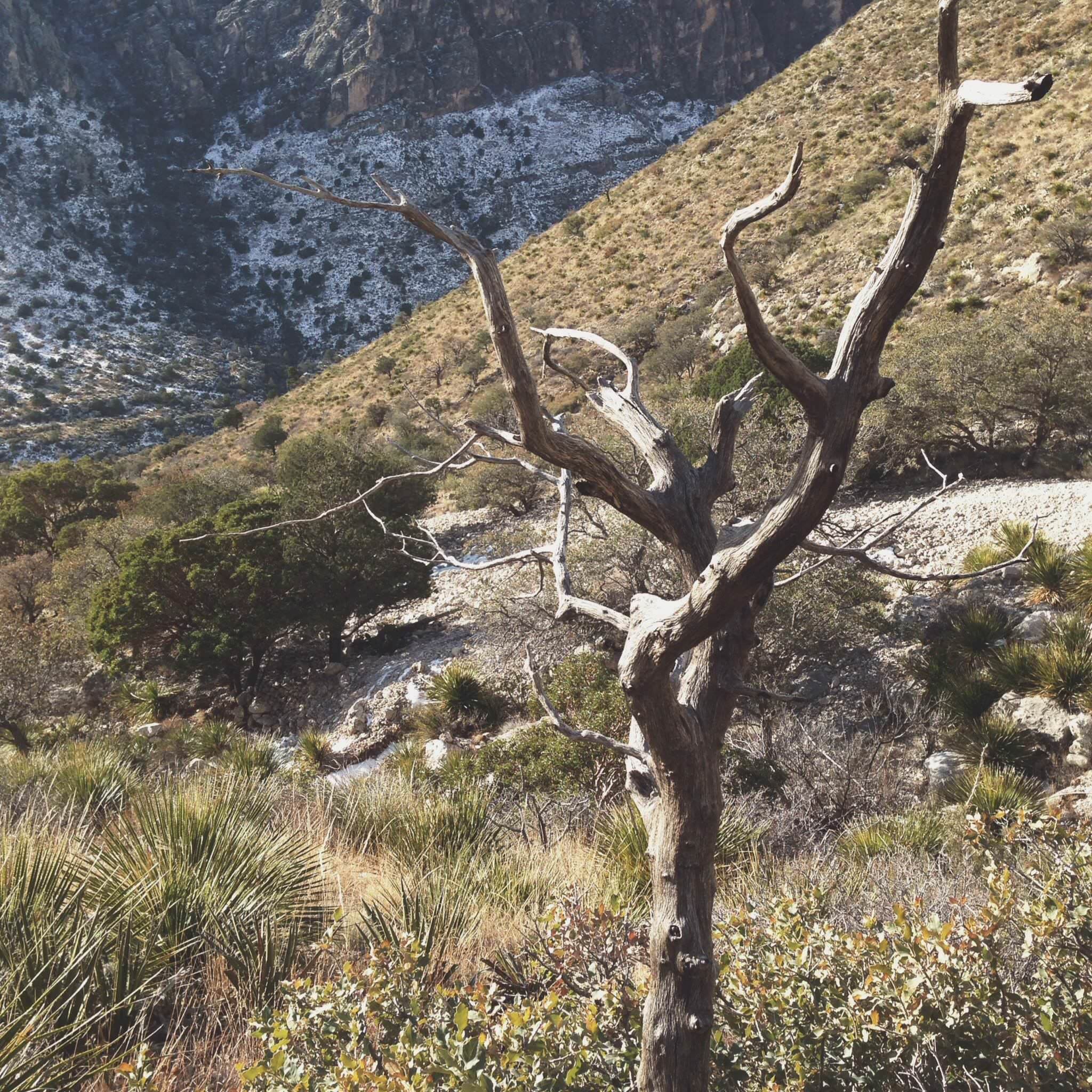Lone tree in the desert
