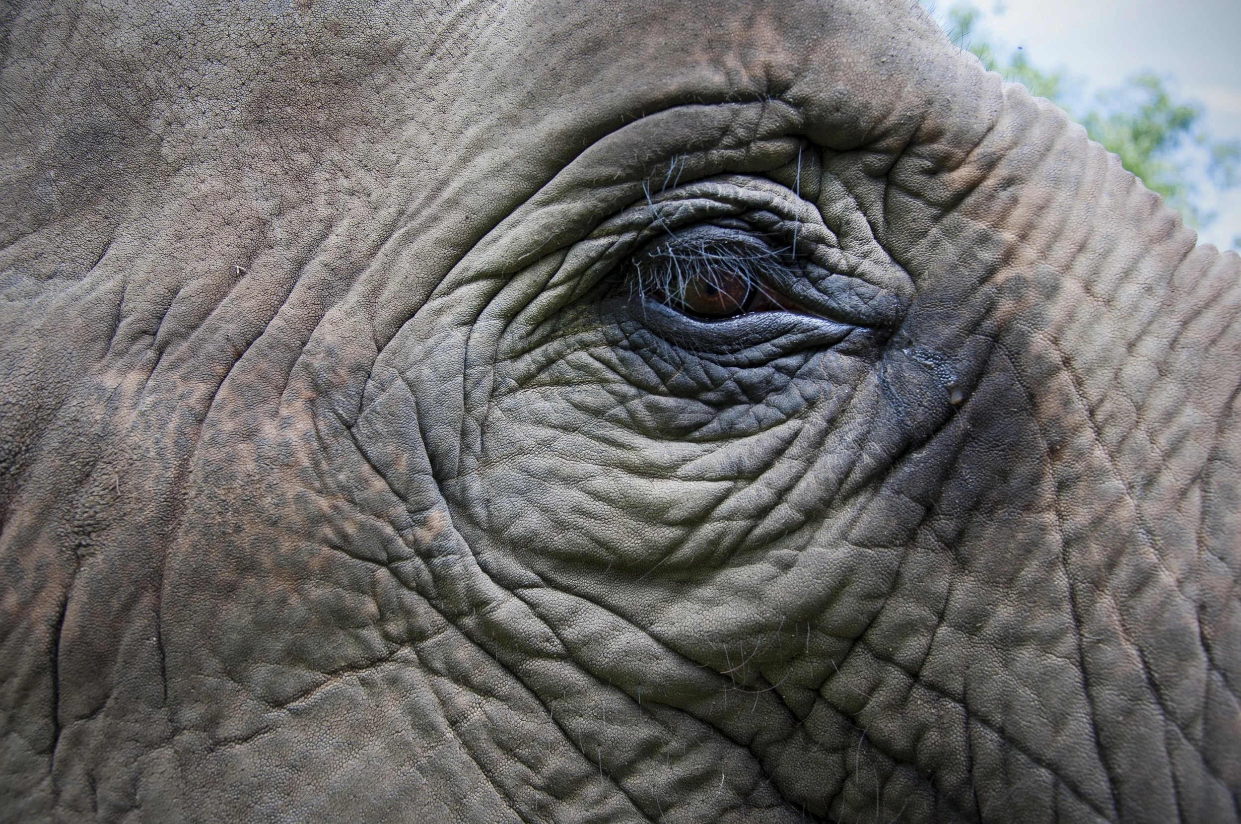 elephant eye.jpg