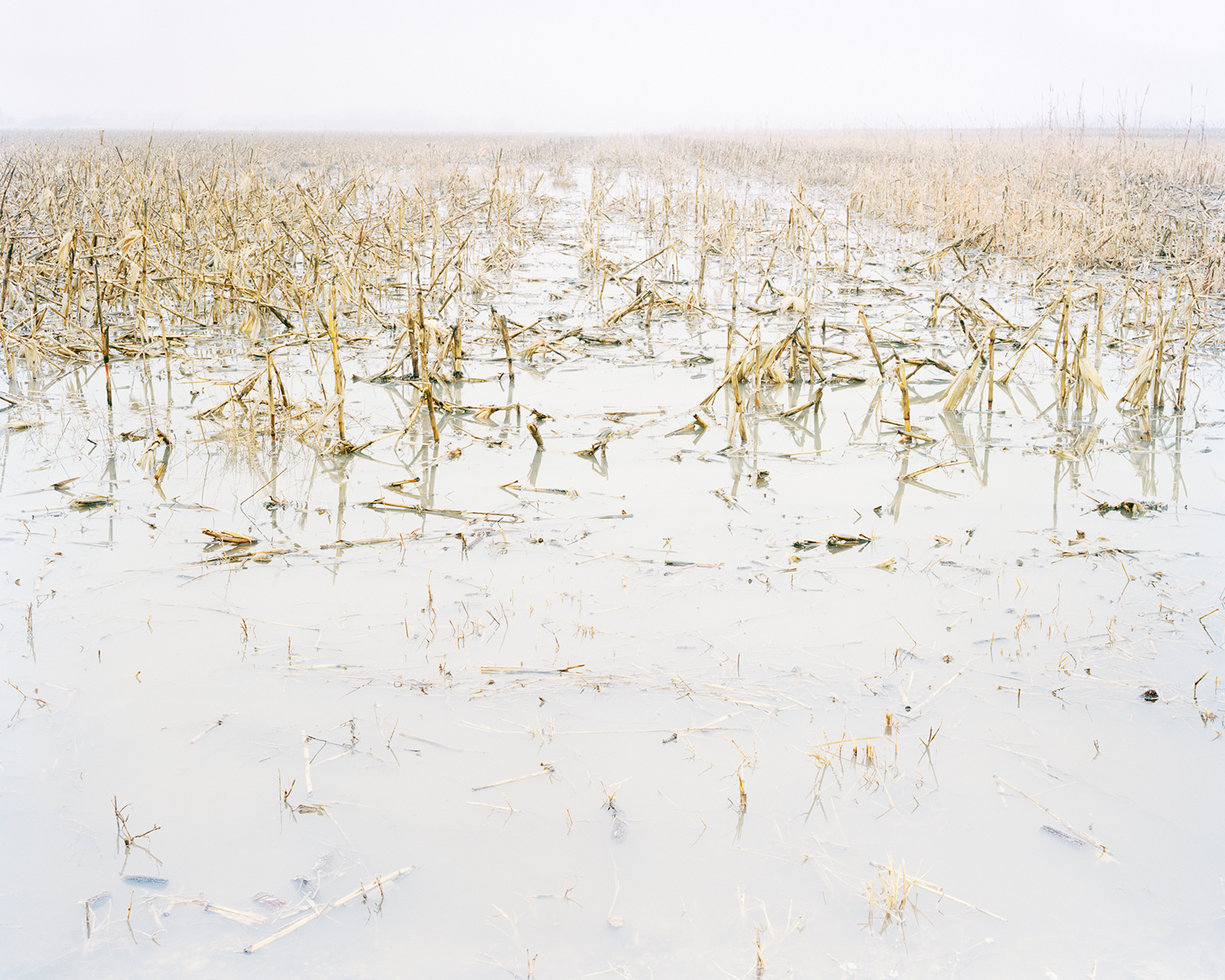 Frozen Crop, near MacDowell, KS
