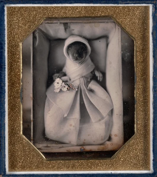 Unknown maker, American. Genushe (animal post-mortem) , ca. 1845–46. Daguerreotype, sixth plate, image size: 3 ¼ x 2 ¾ inches. Gift of the Hall Family Foundation, 2010.35.21. © Nelson Gallery Foundation.