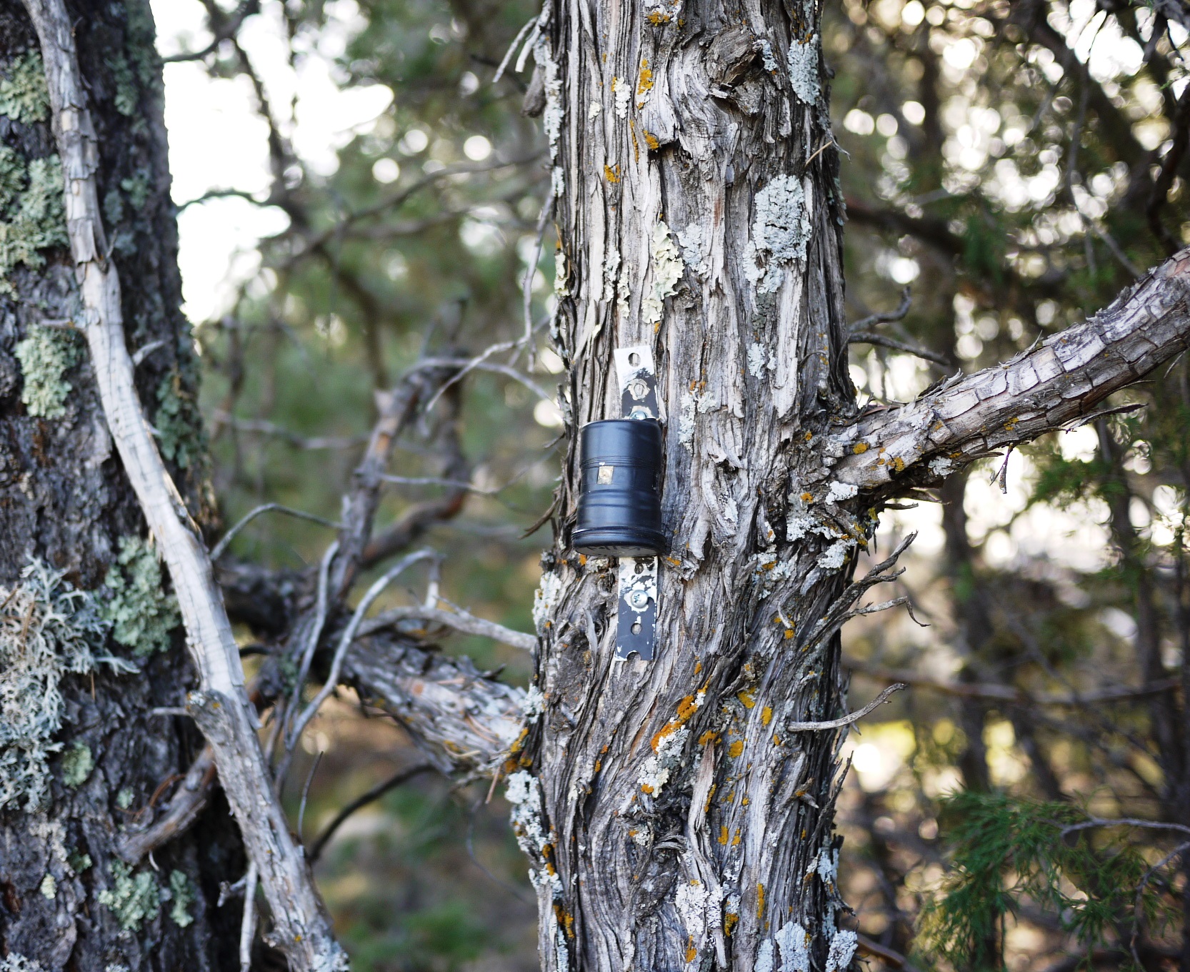 35mm can camera attached to a tree.
