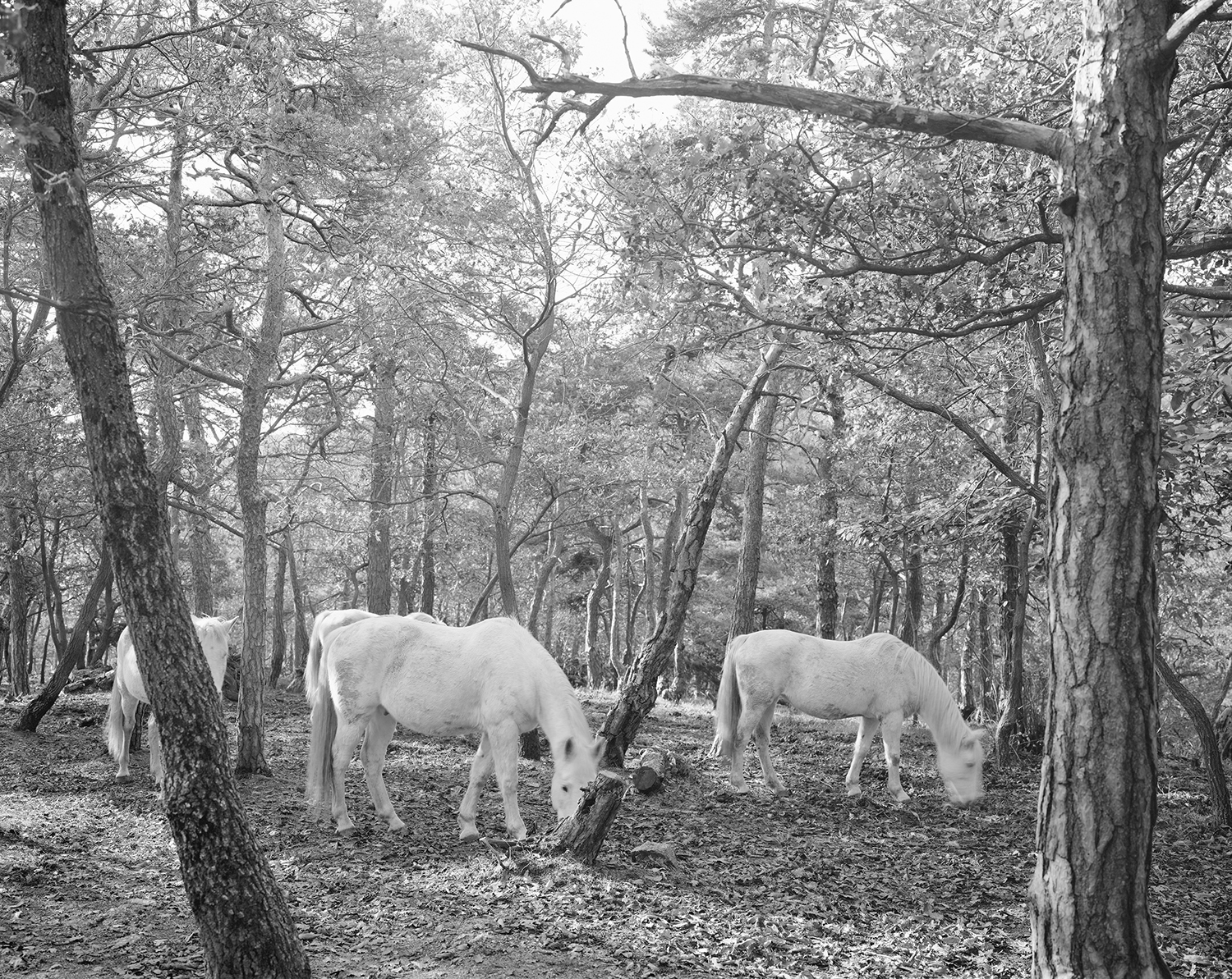 Elger Esser, Combray (Saint Romain de Lerps) /courtesy of FMoPA