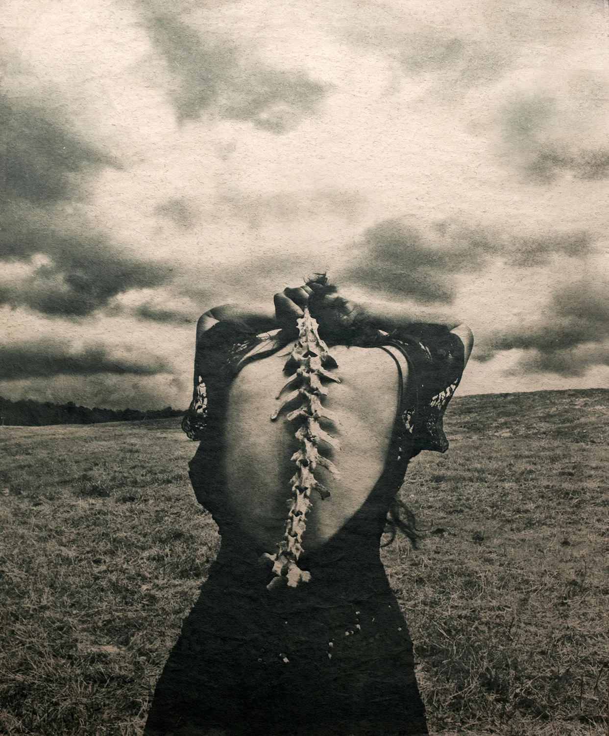 Spine 7 x 9", Edition of 5, signed and numbered Tea-toned cyanotype on Japanese rice paper $125