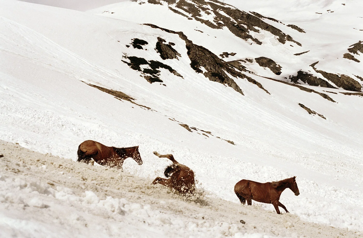 Three Horses Taking the Path to Tusheti Mountains