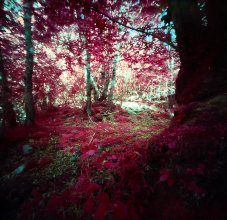 Woods in Red , made with modified pinhole camera with infrared film and orange filter