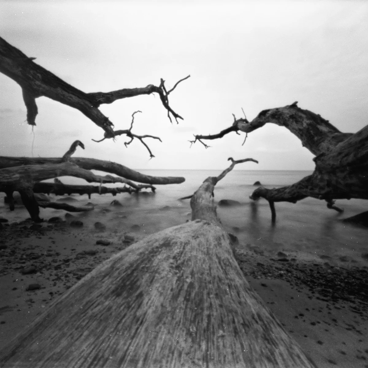 Photo made with driftwood pinhole camera