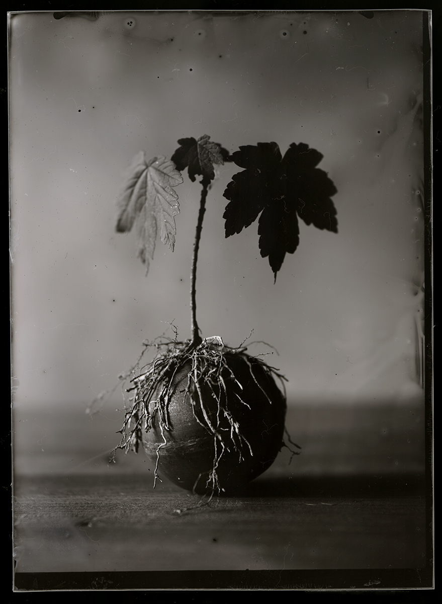 Still 1 , Bianca van der Werf