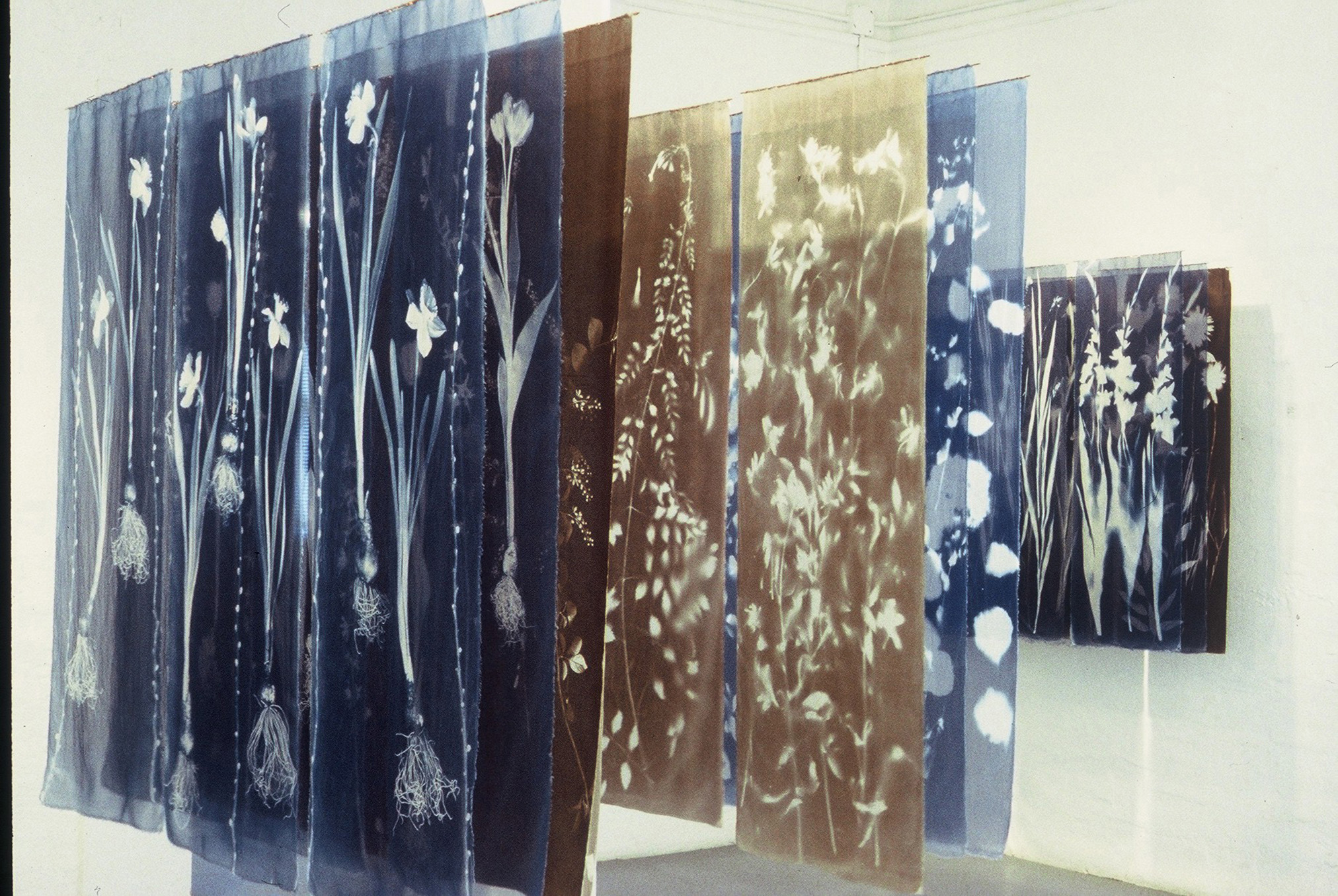 Shadow Gardens (installed 2004 at Visual Arts Centre of Clarington), cyanotype and van dyke on silk organza. Courtesy of the artist Sally Ayre.