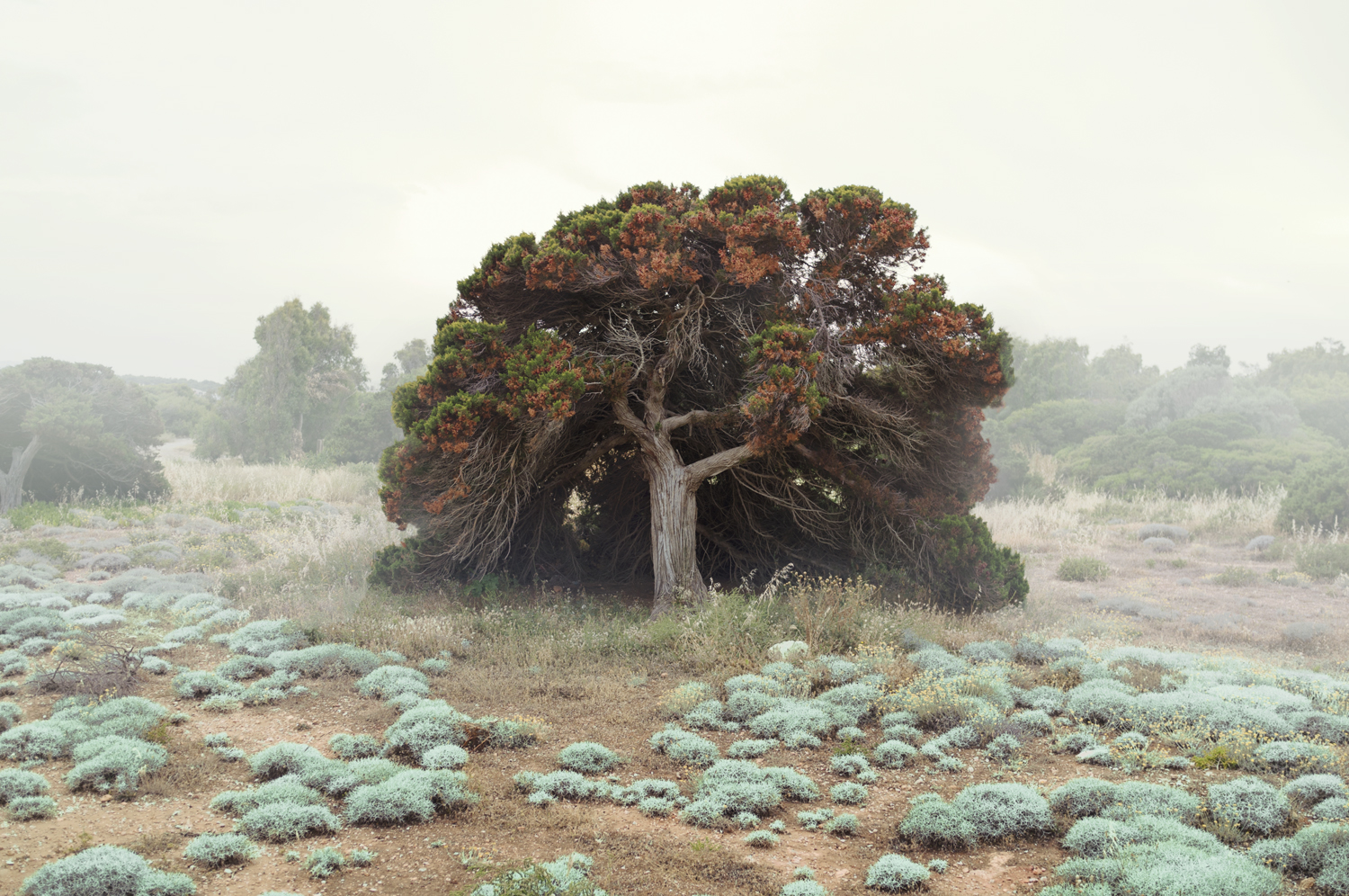 Semitas Petros Koublis Archival inkjet print 6 x 9, signed and numbered edition of 5