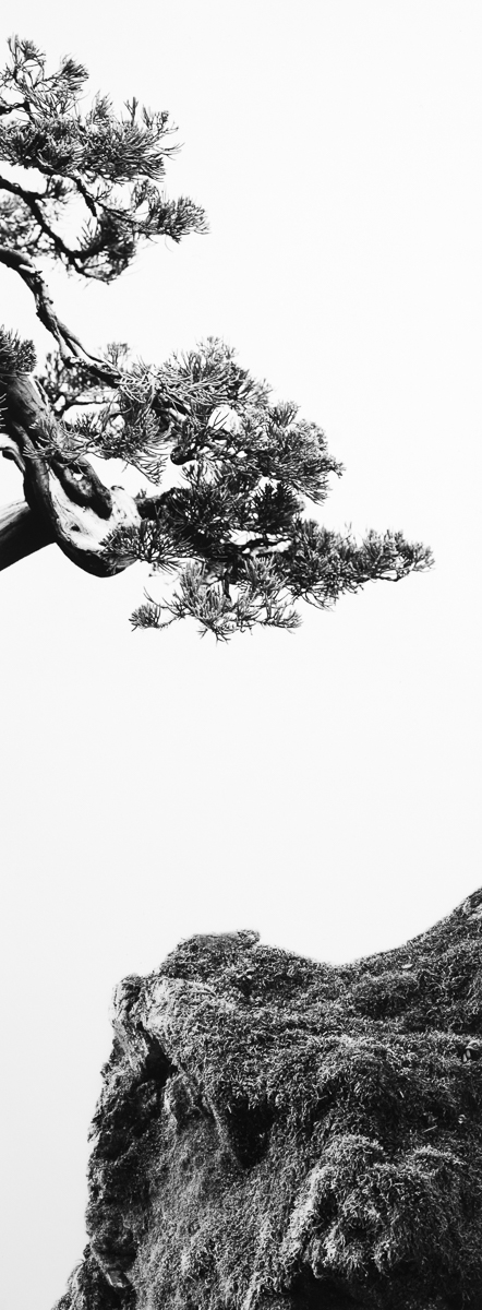 Juniper Moss