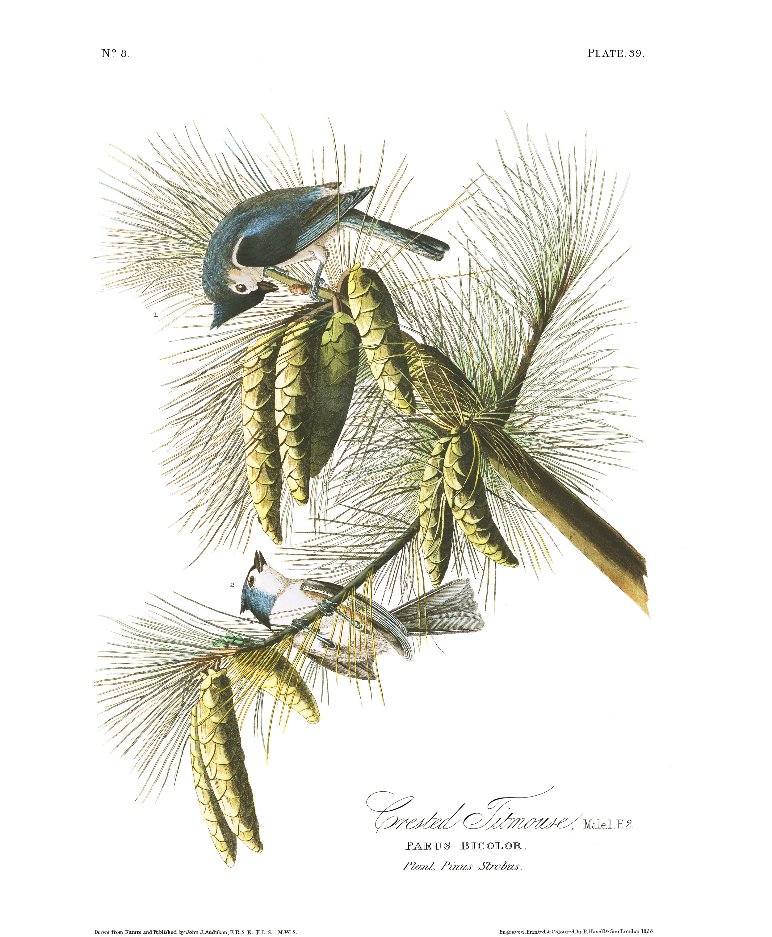 Plate 39, Crested Titmouse
