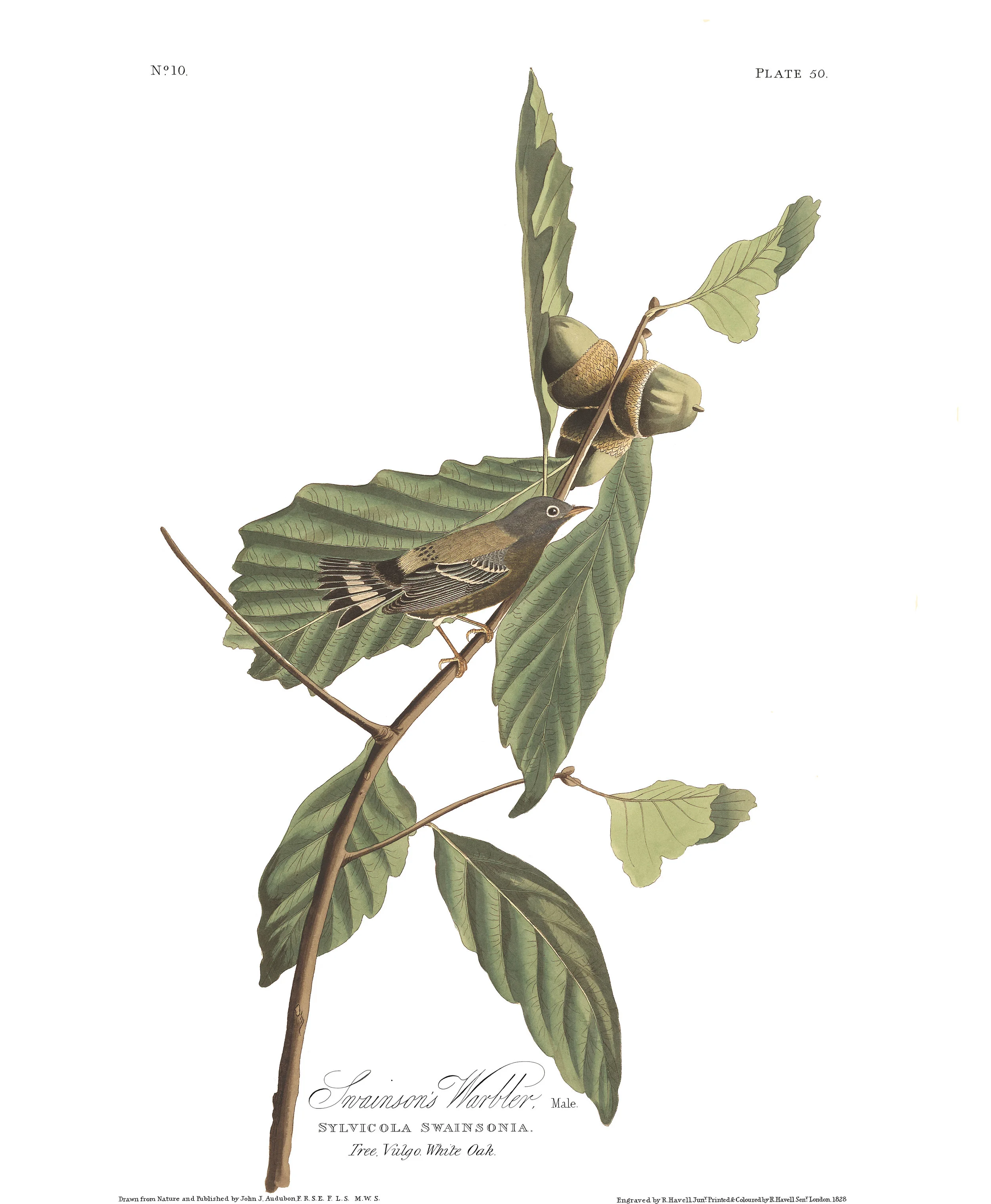 plate 50, Swainson's Warbler