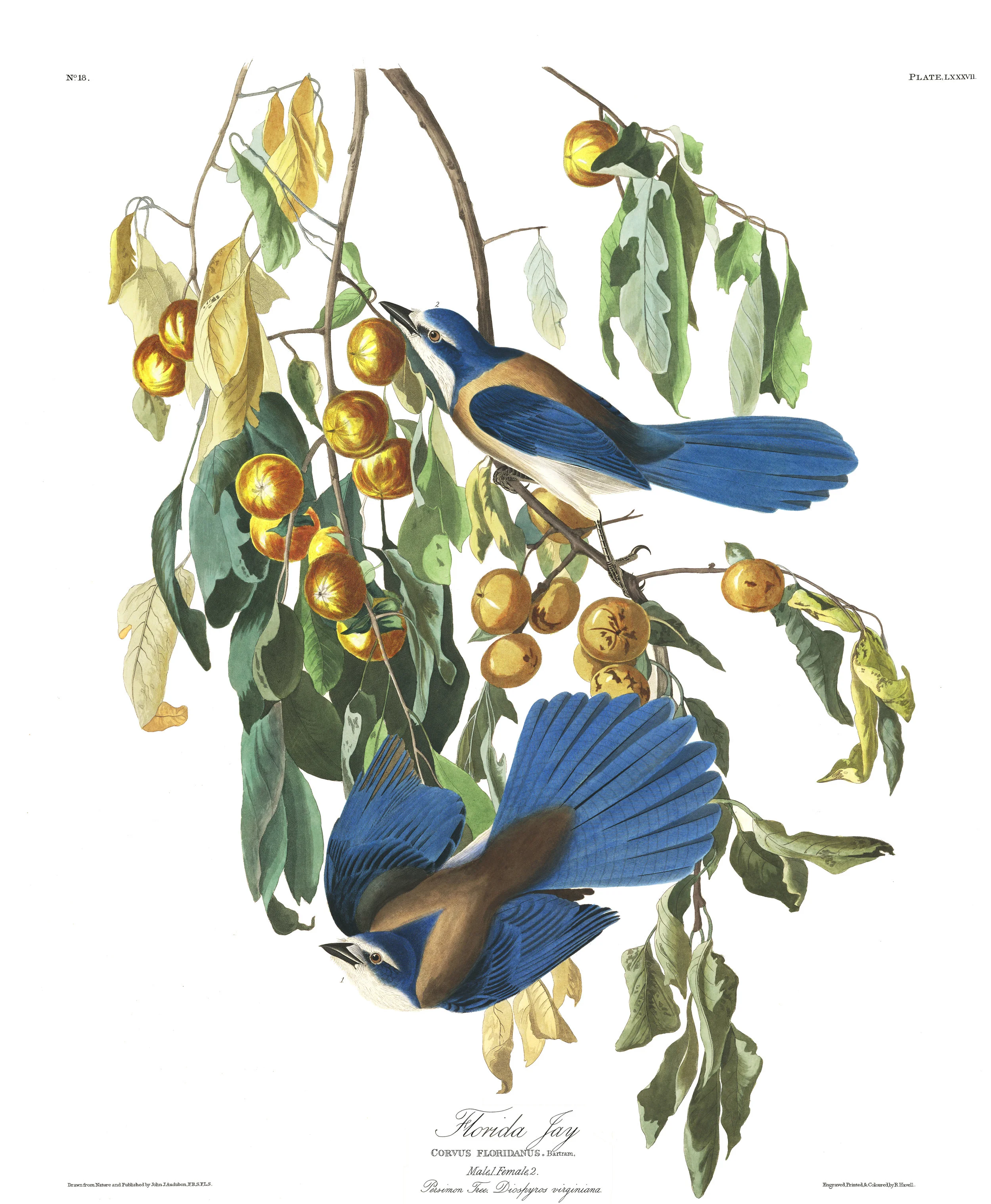 plate 87, Flordia Jay