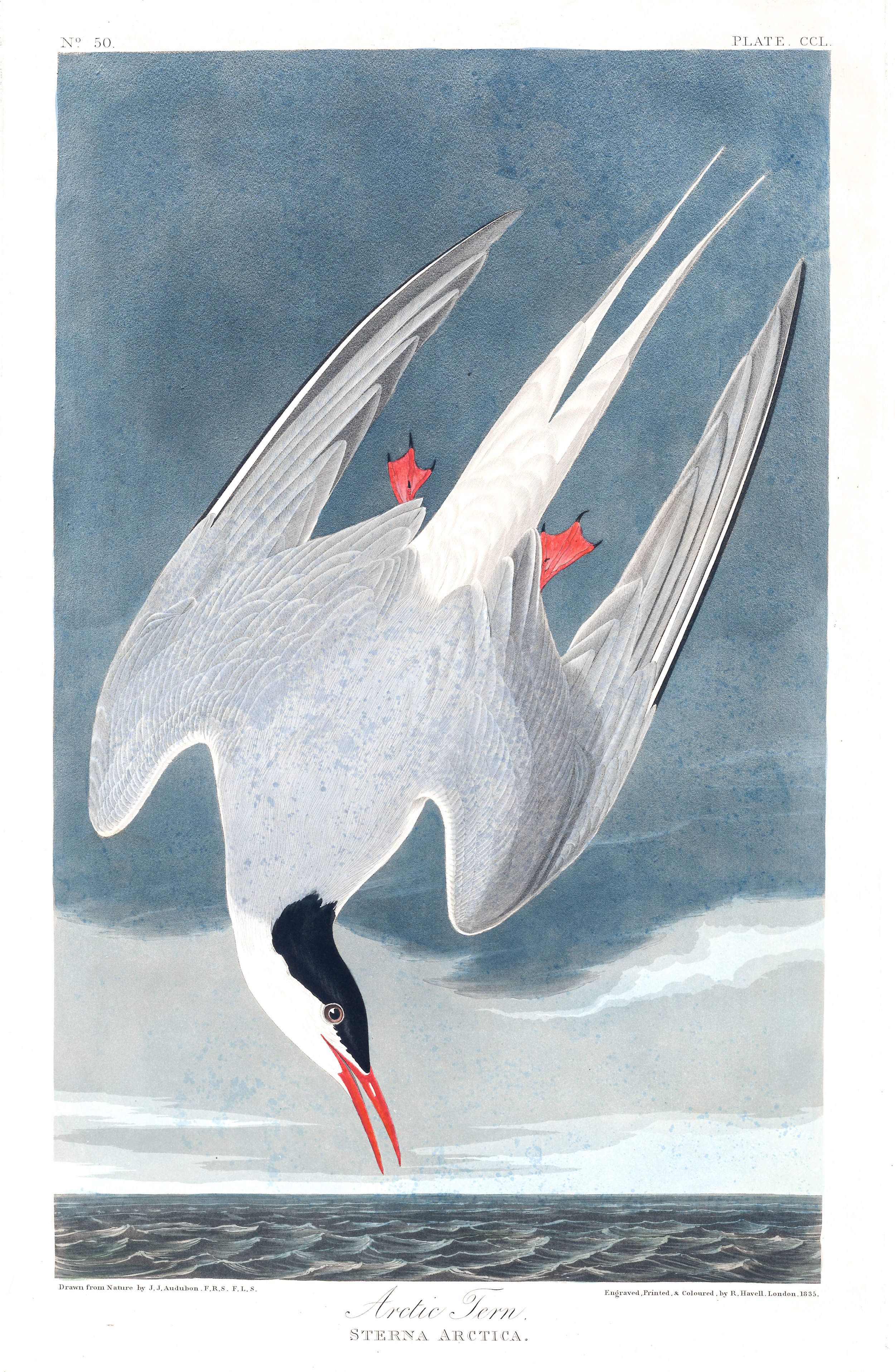 plate 250, Arctic Turn
