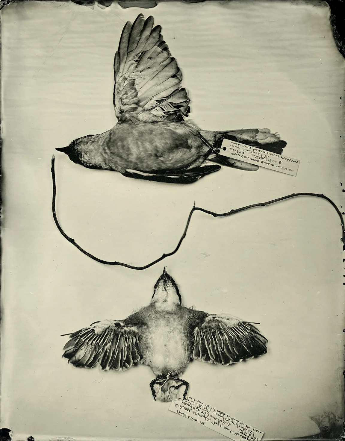 Shrikes , Mary Whalen