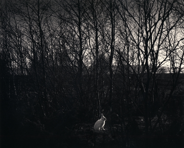 Pentti Sammallahti, Signilskar, Finland (white rabbit in forest), 1974, Gelatin silver print, © Pentti Sammallahti, Courtesy of Nailya Alexander Gallery, New York