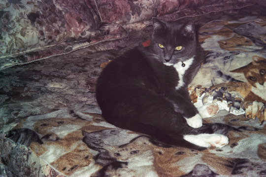 Photo courtesy of The Rescued Film Project