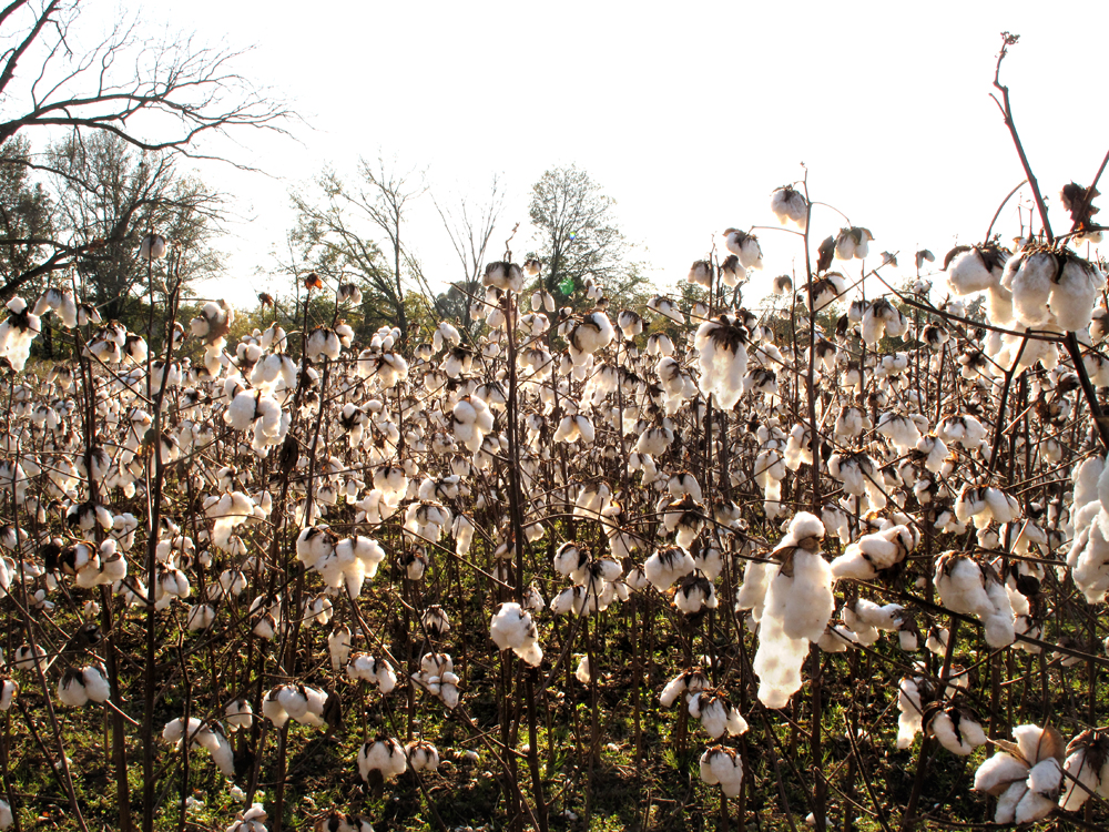 Southern Stories