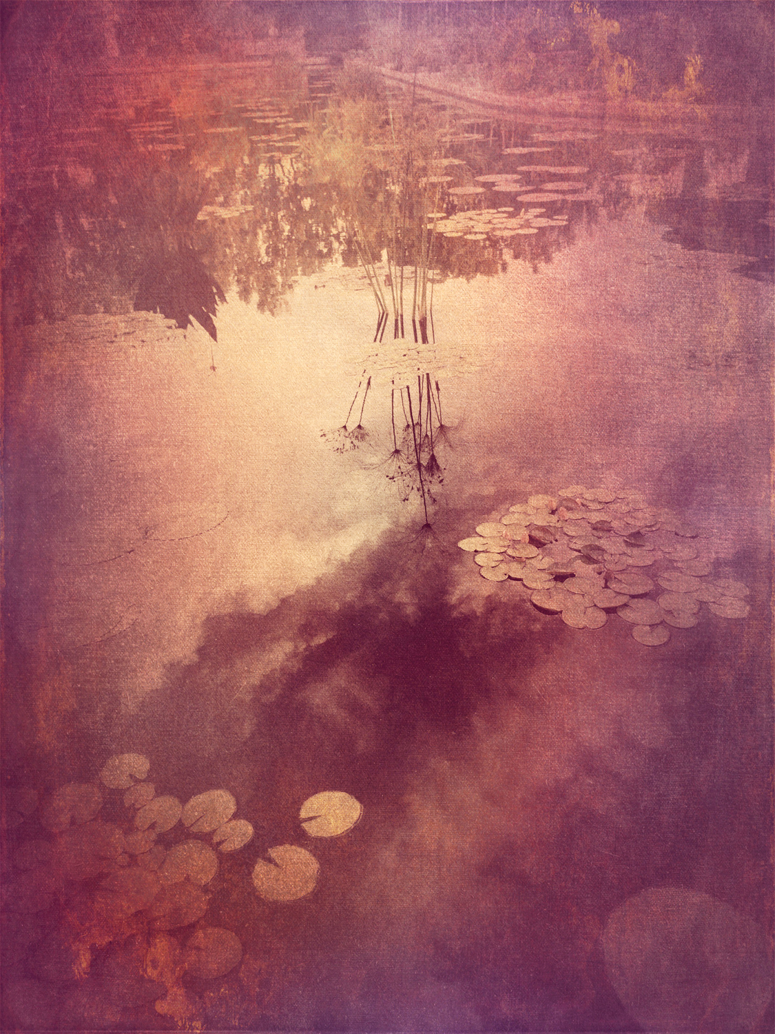Lily Pads