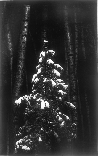 Tree/Tree Trunks ©Lorna Bieber
