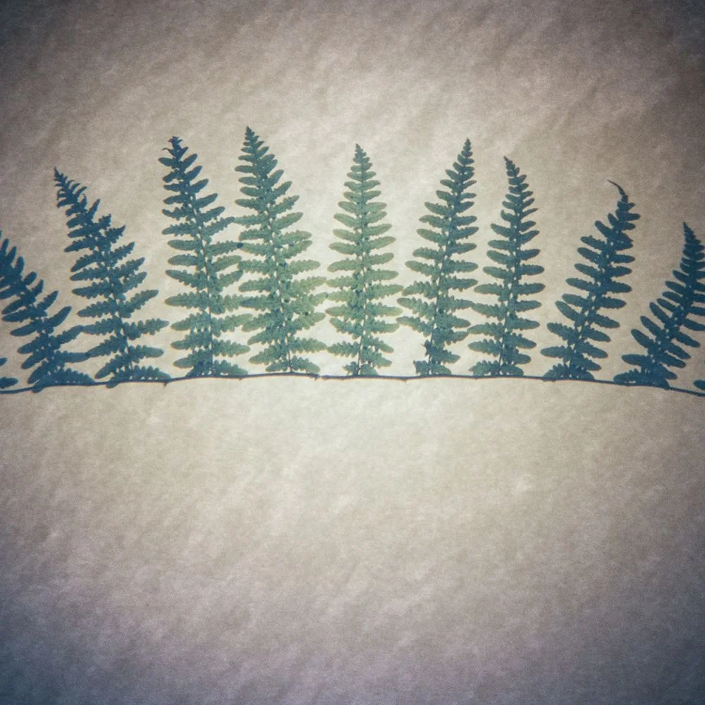 Fern 1 , Akira Seo, Honolulu, HI (Holga)