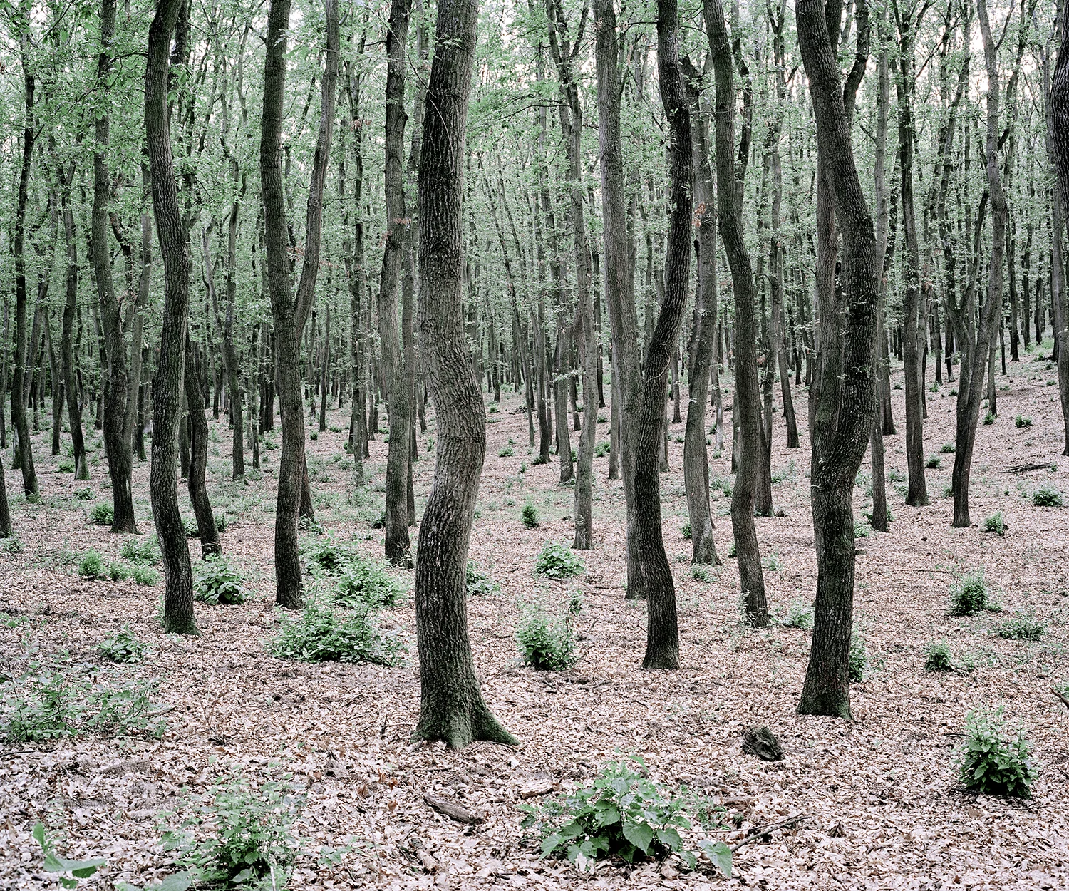Dániel Kovalovszky Green Bushes, Near Lake Salaton, Hungary, 2012 Archival pigment print 7.5 x 9, signed and numbered edition of 5 $120