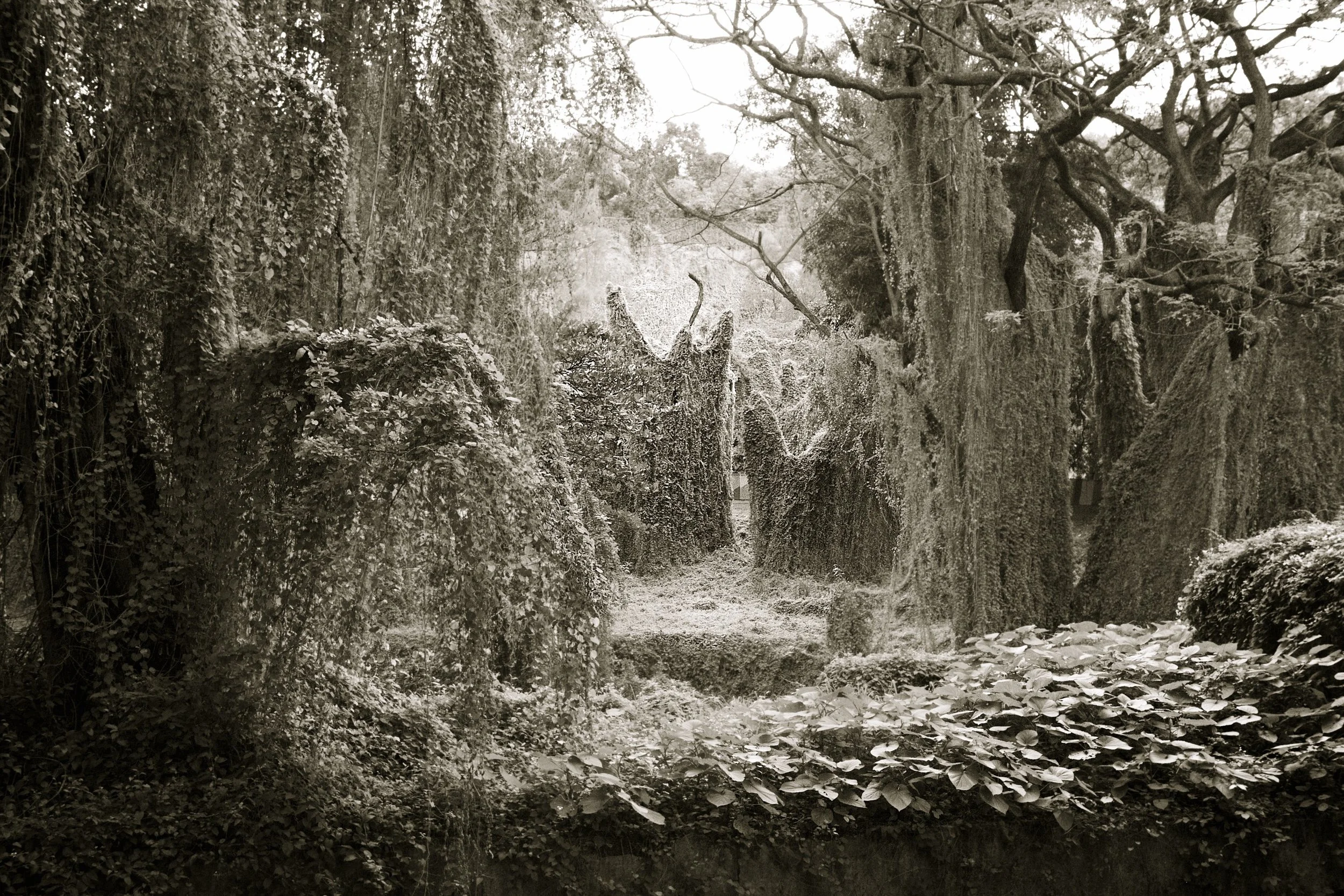 Bosque "Magico" de la Habana: Untitled VIII, Conrad Gees