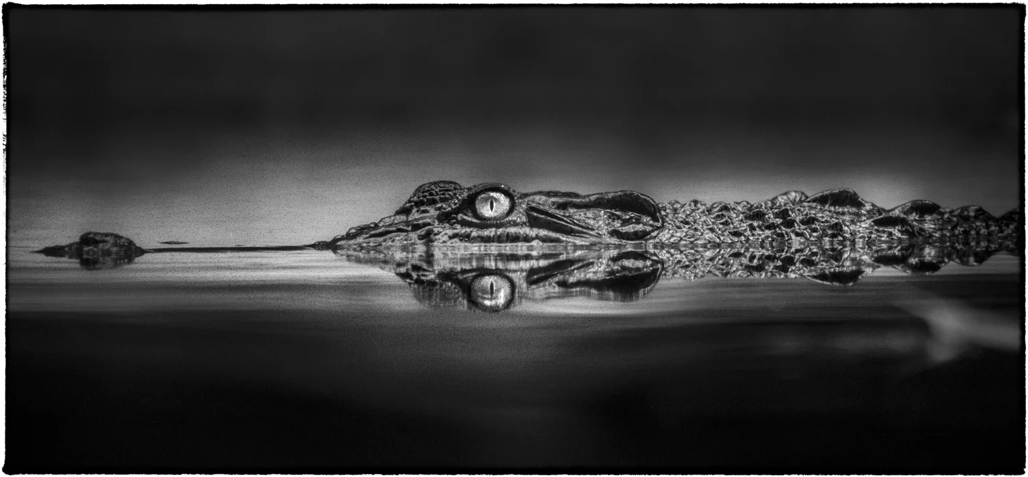 Indian Gharial from the series Eyes , Yasunori Matsui